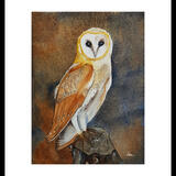 Barn Owl  £85-00
