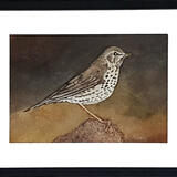 Song Thrush  £50-00