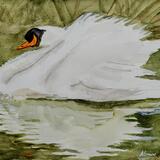 'The Swan' £60-00