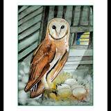 Barn Owl nesting