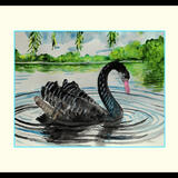 Black Swan £60