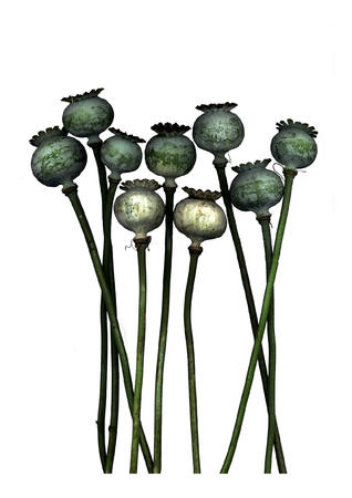 Dead Poppy Heads