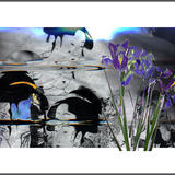 Desperately Seeking Sushi