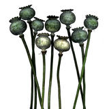 Dead Poppy Heads
