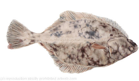 British Flounder