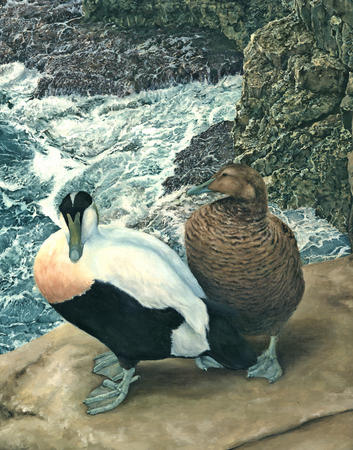 Eider Ducks