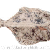 British Flounder