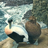 Eider Ducks