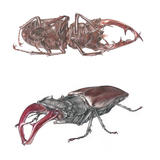 Stag Beetles