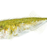 Ten-Spined Stickleback