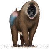 Male Drill Monkey