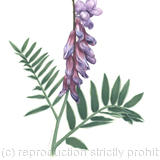 Vetch