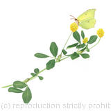 Brimstone on Black Medick