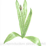 Ribwort Plantain