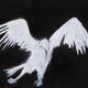 Free Fall