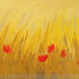 Gold Poppy Field
