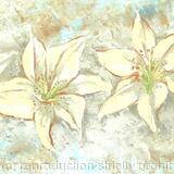 Lilies