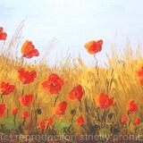 Natural Poppy Field2