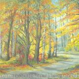 Sunny Autumn Woodland Colours