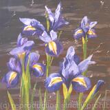 Irises Study