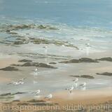 Seagull Reflections