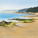 Seaweed on the Sands