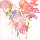 Sweet Peas