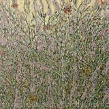 Butterflies in the Bush