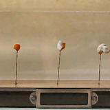 Origin of the species