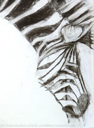 Zebra 2, detail