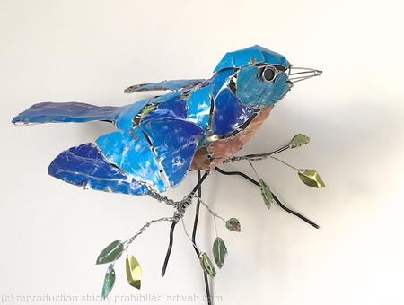 American Bluebird  by Barbara Franc