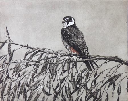  Hobby in Willow  by Andrew Stock