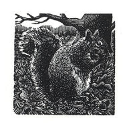 Squirrel by Andy English