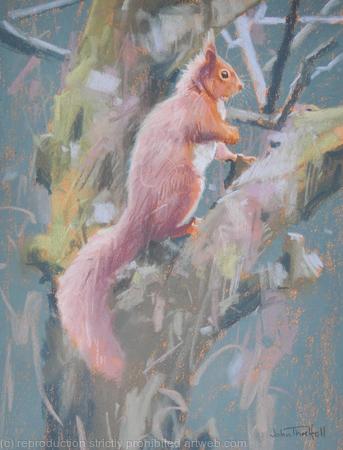 Red Squirrel by John Threlfall