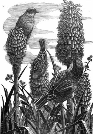 Red Hot Pokers by Geri Waddington