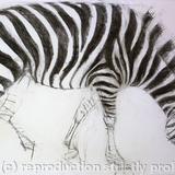 Zebra 1 