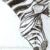 Zebra 2, detail
