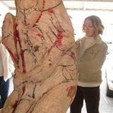 Working on the Angel