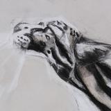 Cloud Leopard, detail