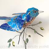 American Bluebird  by Barbara Franc