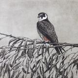  Hobby in Willow  by Andrew Stock