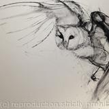 Wing  by Liane Stevenson