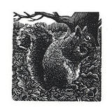 Squirrel by Andy English
