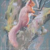 Red Squirrel by John Threlfall