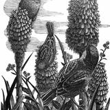 Red Hot Pokers by Geri Waddington