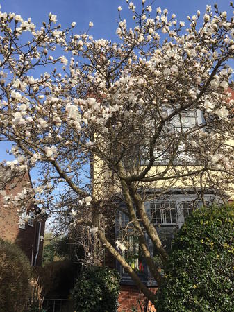 magnolia in the sunshine