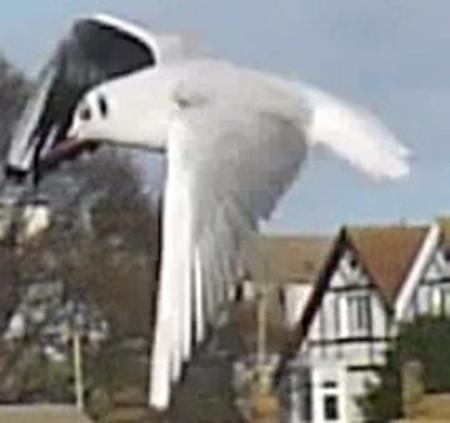 seagulls over dovercourt