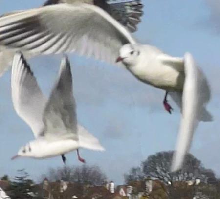 seagulls over the boating lake