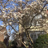 magnolia in the sunshine