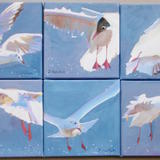 seagulls over the sparkling North Sea